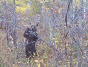 Grizzly-in-Fall-Moose-Wilson-Corridor